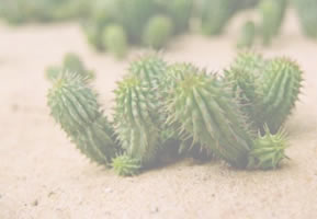 Hoodia Gordonii